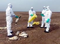 Bird flu