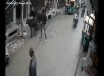 Delhi man hits calf