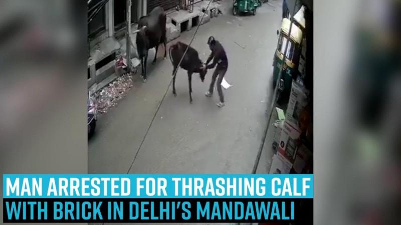 Caught on camera: Man arrested for thrashing calf with brick in Delhi's Mandawali [watch video]