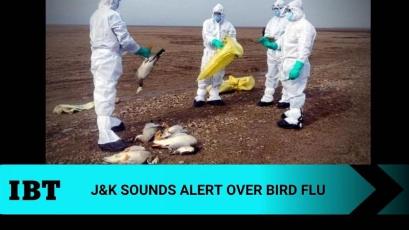 Bird flu in J&K
