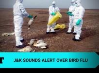 Bird flu in J&K