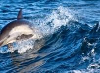 Dolphin