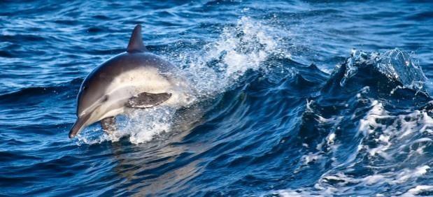 The project is a step towards the conservation of the Ganga and its aquatic life Dolphin
