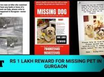 Missing dog
