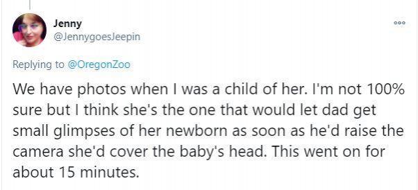 orangutan
