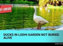 fact check--birds