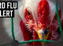 Bird Flu