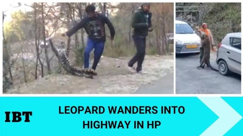 HP: playful leopard's viral video raises questions and concerns Leopard in HP