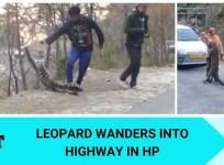 Leopard in HP