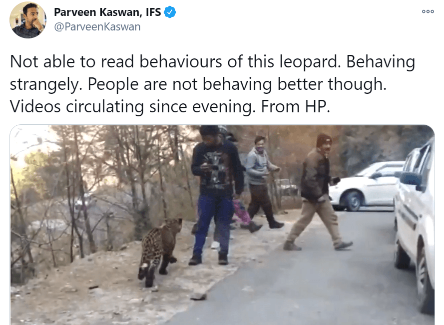 leopard on the road
