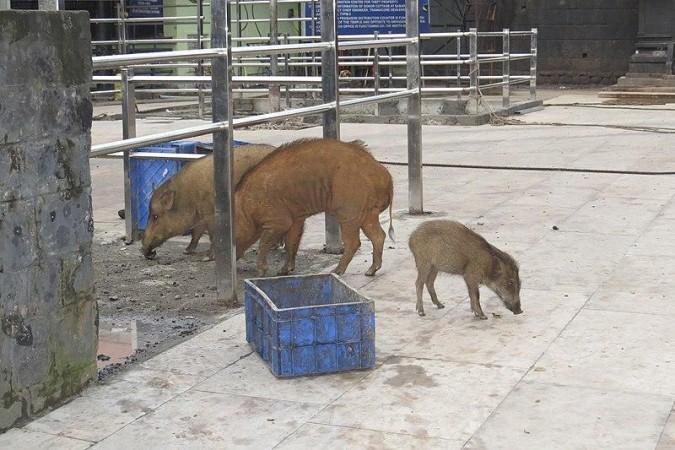 Wild boars