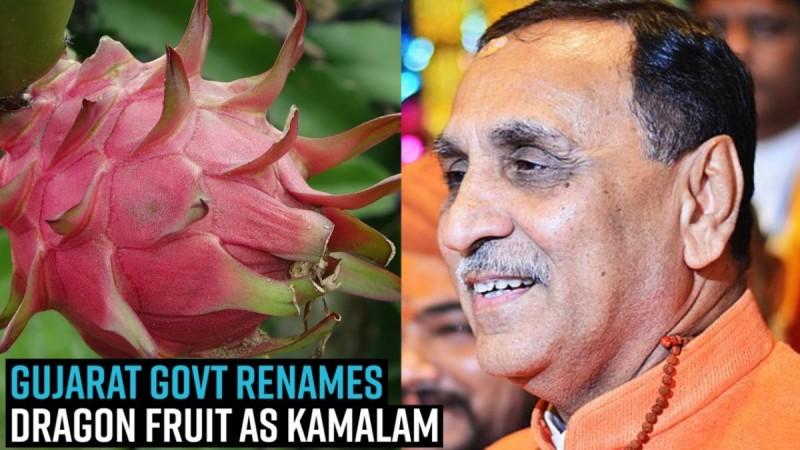 Gujarat Govt renames dragon fruit as Kamalam