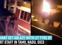 Elephant set ablaze with lit tyre by resort staff in Tamil Nadu, dies | Watch