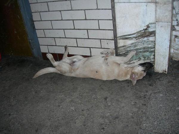 Animal cruelty