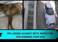 Run over dog