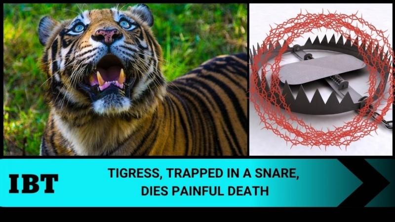 Tiger killed by snare