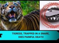 Tiger killed by snare