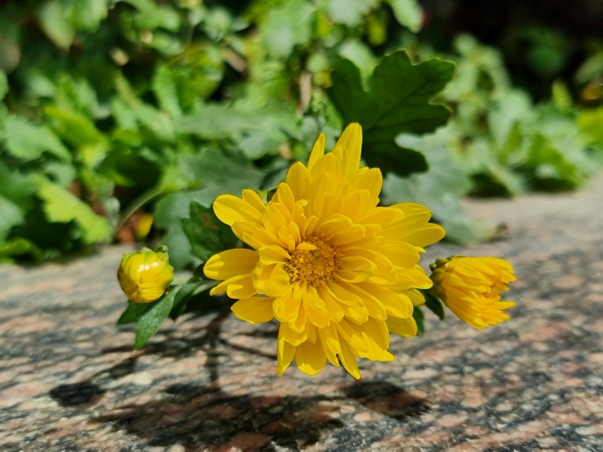 Samsung Galaxy S21 Ultra camera sample - Portrait Samsung Galaxy S21 Ultra camera sample