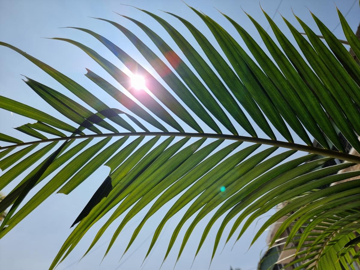 Samsung Galaxy S21 Ultra camera sample - Primary (against harsh light source) Samsung Galaxy S21 Ultra camera sample