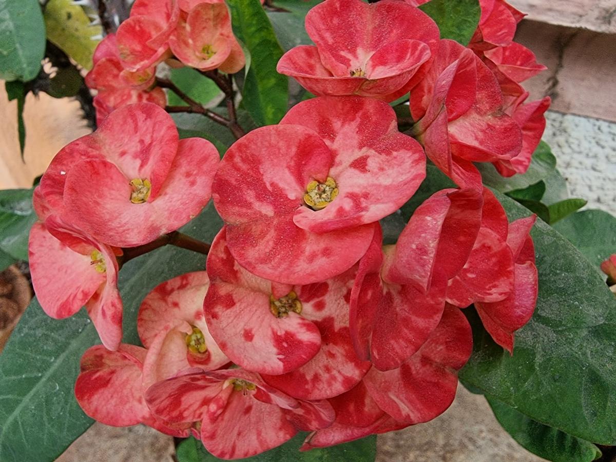 Samsung Galaxy S21 Ultra camera sample - Photo mode Samsung Galaxy S21 Ultra camera sample