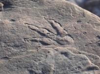 dinosaur footprint