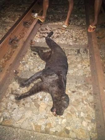 Pic@Twitter dead panther
