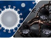 coronavirus variants