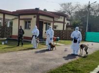 trained canines to detect covid19