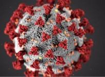 corona virus