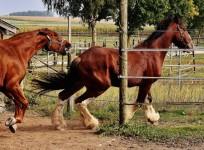 Horses