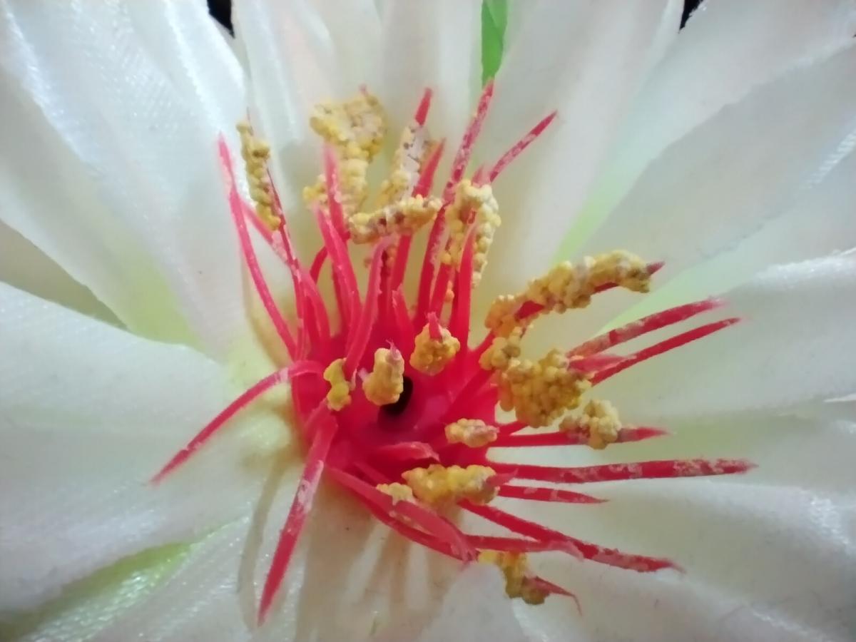 Nokia 5.4 camera sample - Macro Nokia 5.4 camera sample