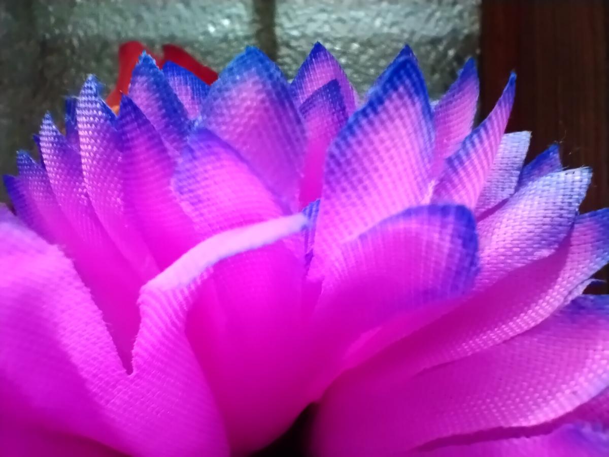 Nokia 5.4 camera sample - Macro Nokia 5.4 camera sample