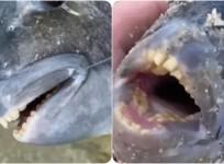 fish with human teeth