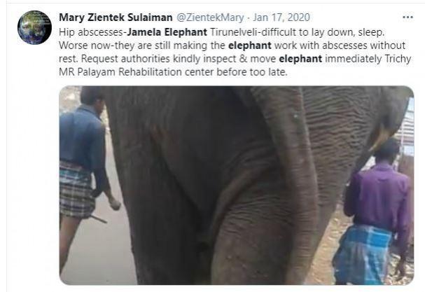 elephant jamela