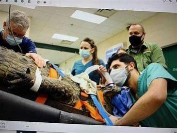 surgery