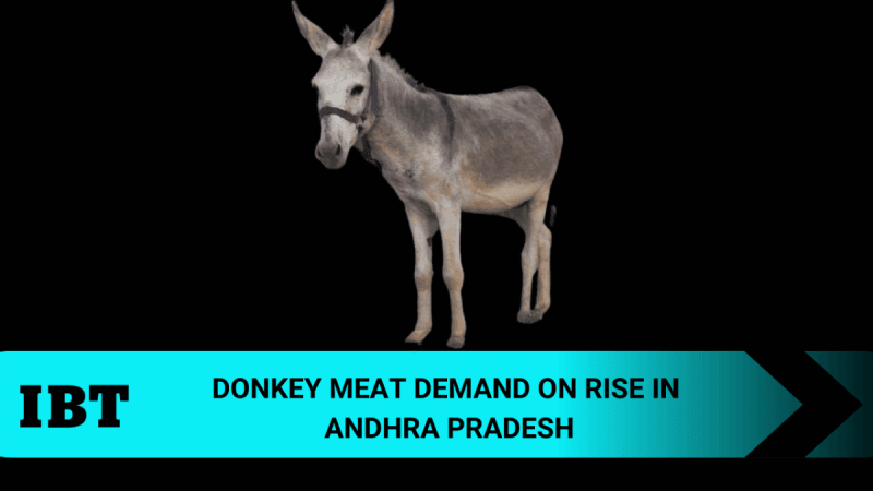 donkey
