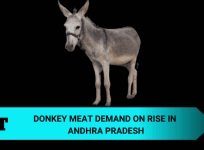 donkey