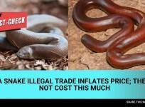 Fact check: Sand boa snakes do not cost Rs 2 crore; illegal fraud inflates price