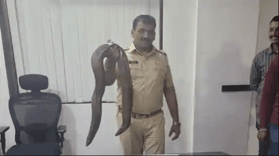 Fact check: Sand boa snakes do not cost Rs 2 crore; illegal fraud inflates price