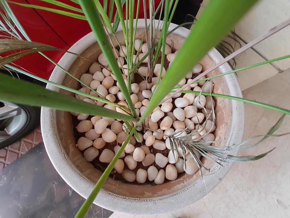 Wide angle Samsung Galaxy F62 review