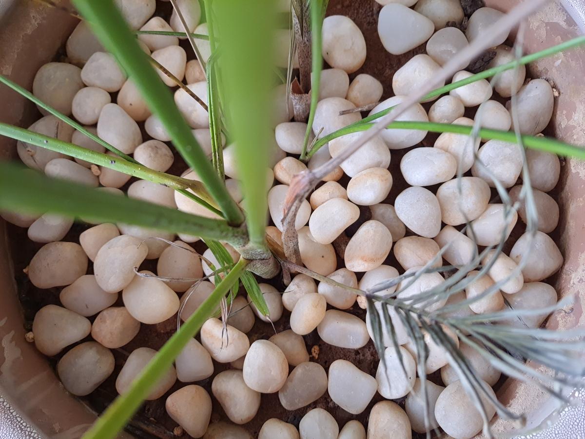 Samsung Galaxy F62 review