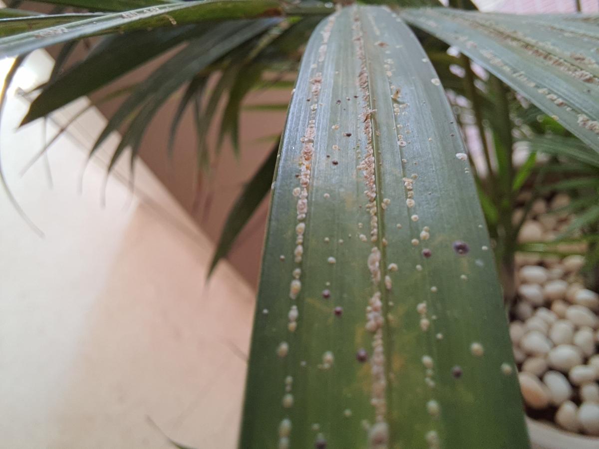 Macro Samsung Galaxy F62 review