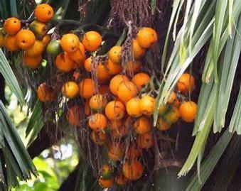 areca nut