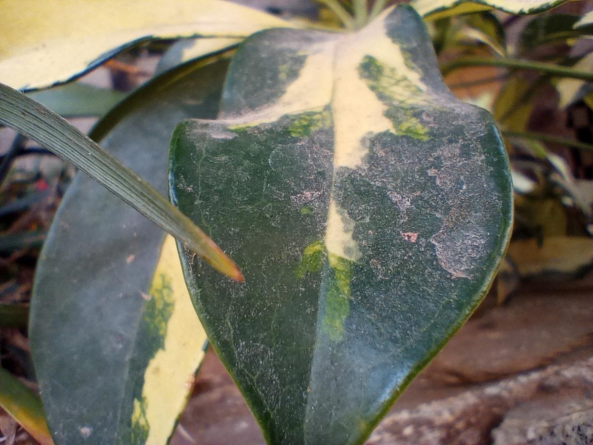 Moto E7 Power camera sample