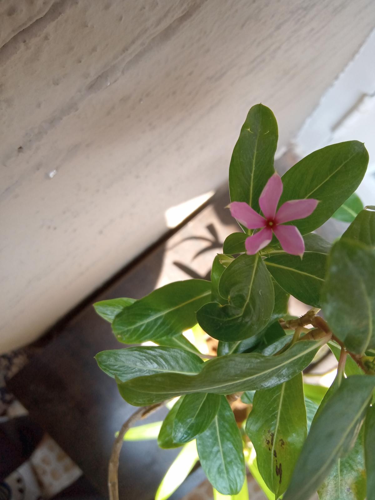 Moto E7 Power camera sample