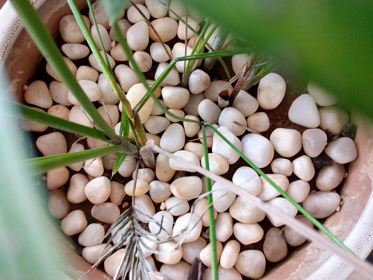 Nokia 3.4 camera sample