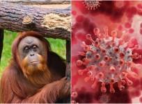orangutan