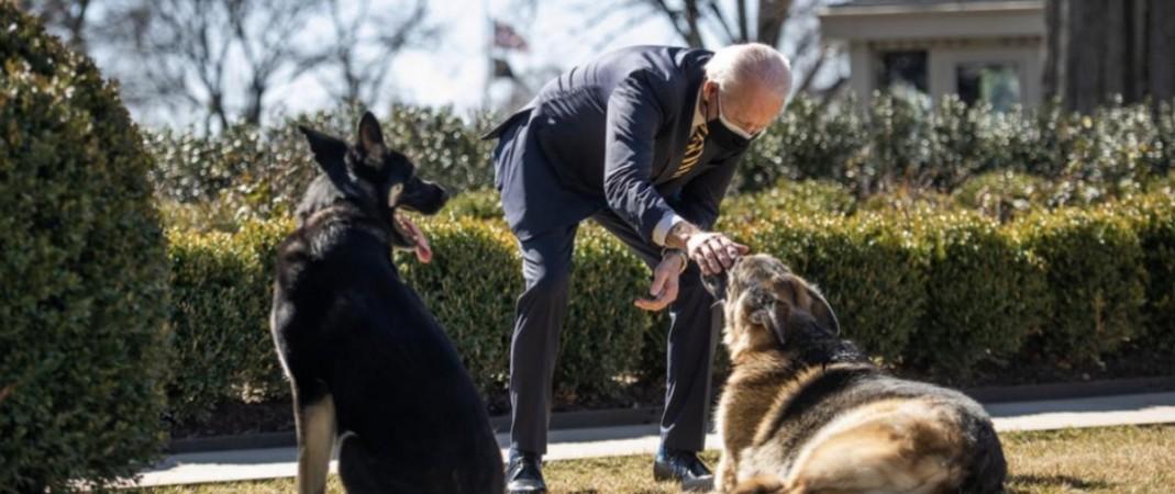 Joe Biden's dogs