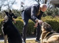 Joe Biden's dogs