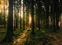 Conifers